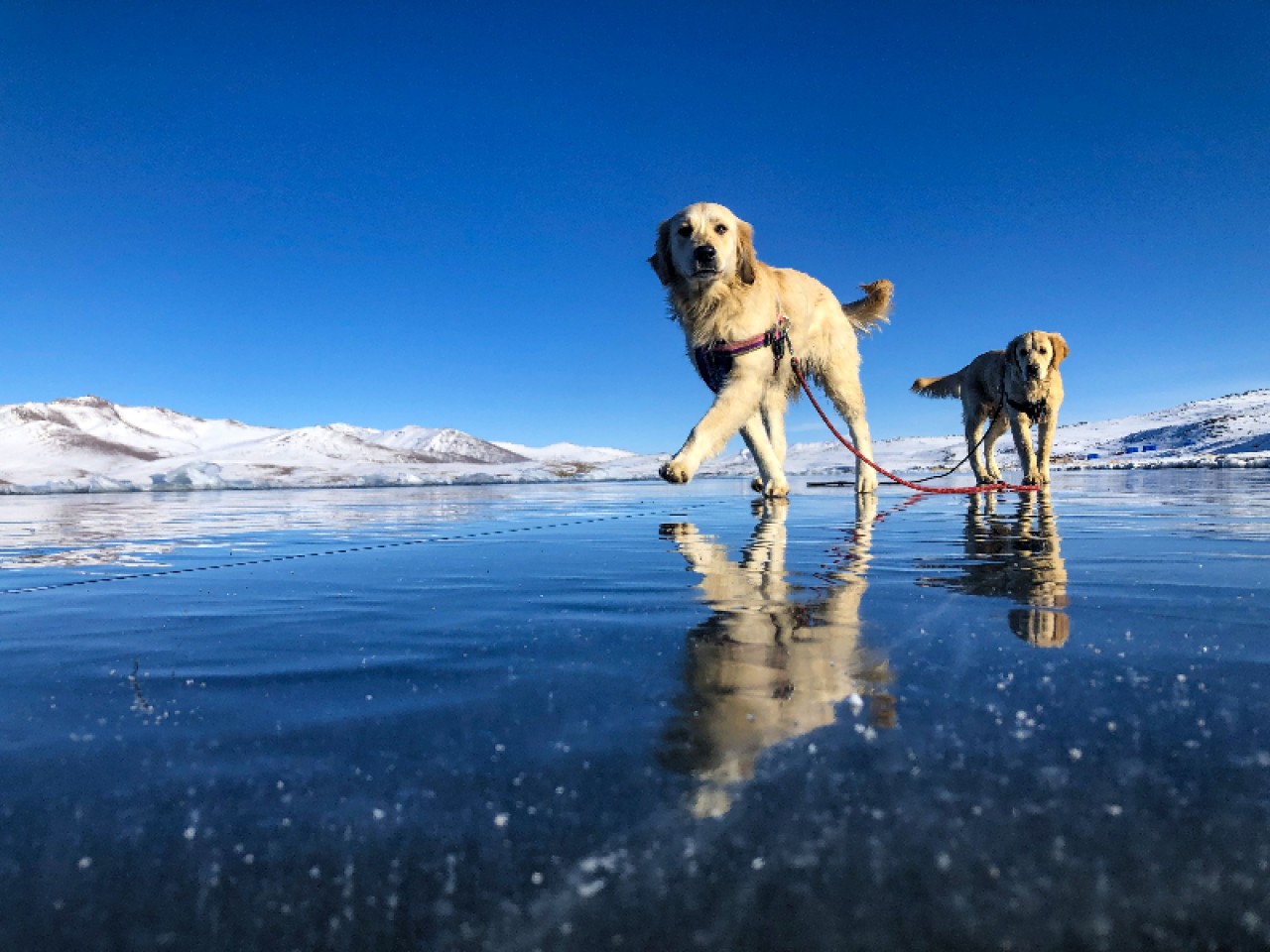 Balık Gölü'nün buzla kaplı yüzeyinde oyun oynayan köpekler izleyenleri gülümsetti 1