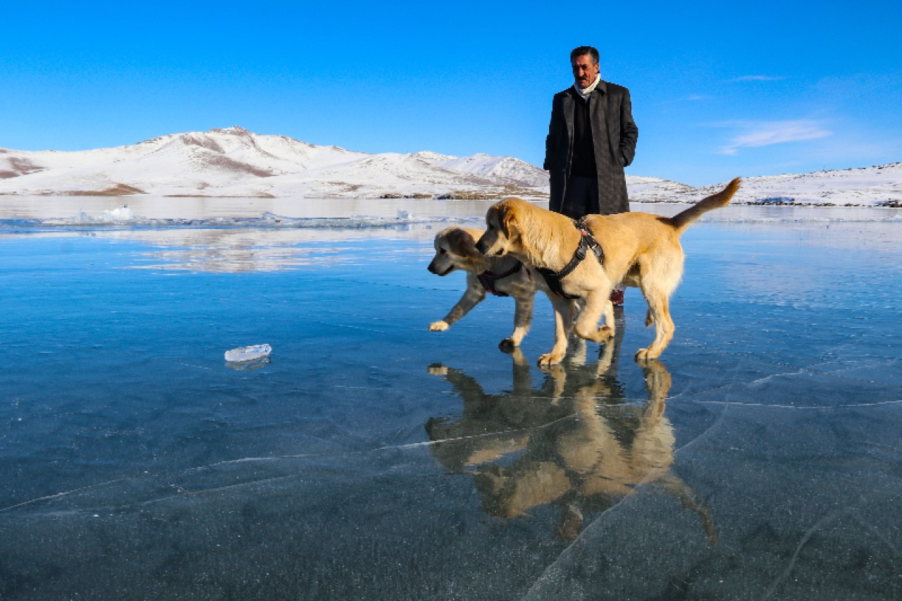 Balık Gölü'nün buzla kaplı yüzeyinde oyun oynayan köpekler izleyenleri gülümsetti 4