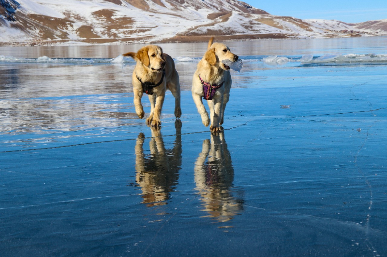 Balık Gölü'nün buzla kaplı yüzeyinde oyun oynayan köpekler izleyenleri gülümsetti 5