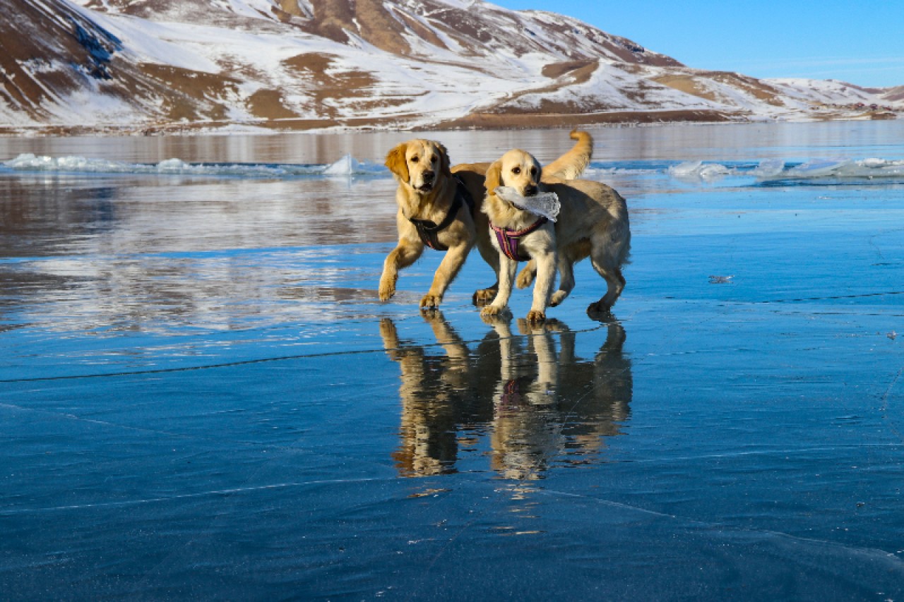 Balık Gölü'nün buzla kaplı yüzeyinde oyun oynayan köpekler izleyenleri gülümsetti 6