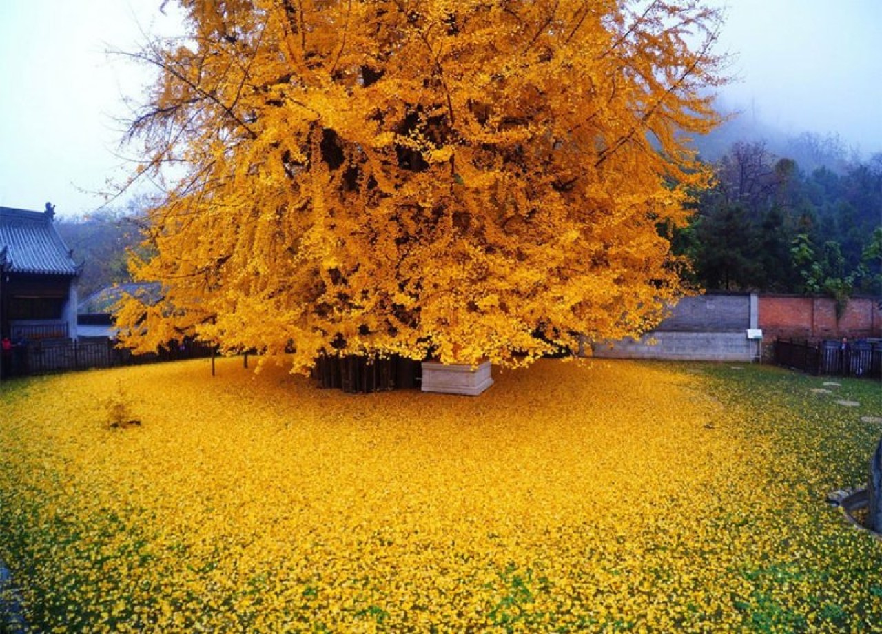 Zamana meydan okuyan "Ginkgo Ağacının" yaprak dökümü 1