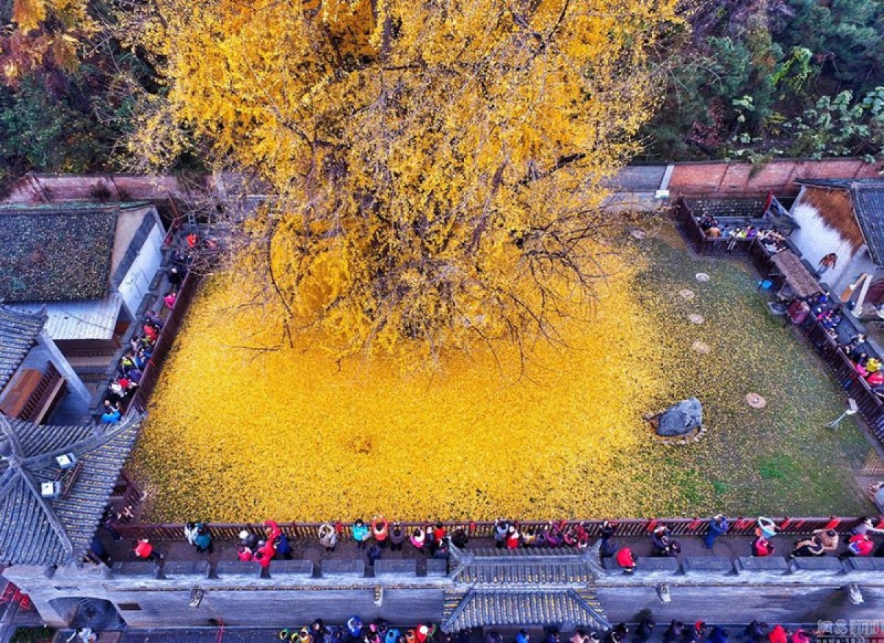 Zamana meydan okuyan "Ginkgo Ağacının" yaprak dökümü 6