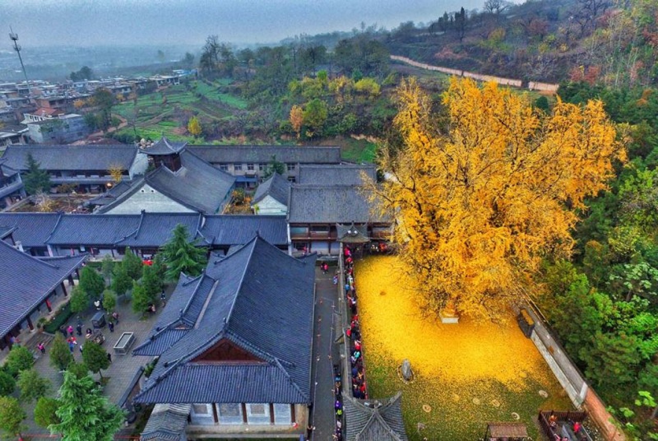 Zamana meydan okuyan "Ginkgo Ağacının" yaprak dökümü 2