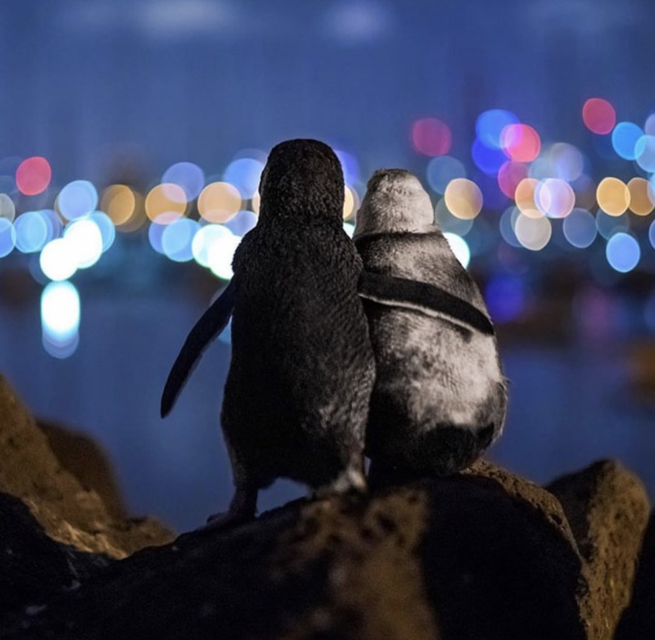 Aile bireylerini kaybetmiş iki penguenin birbirine sarıldıkları o an. 1