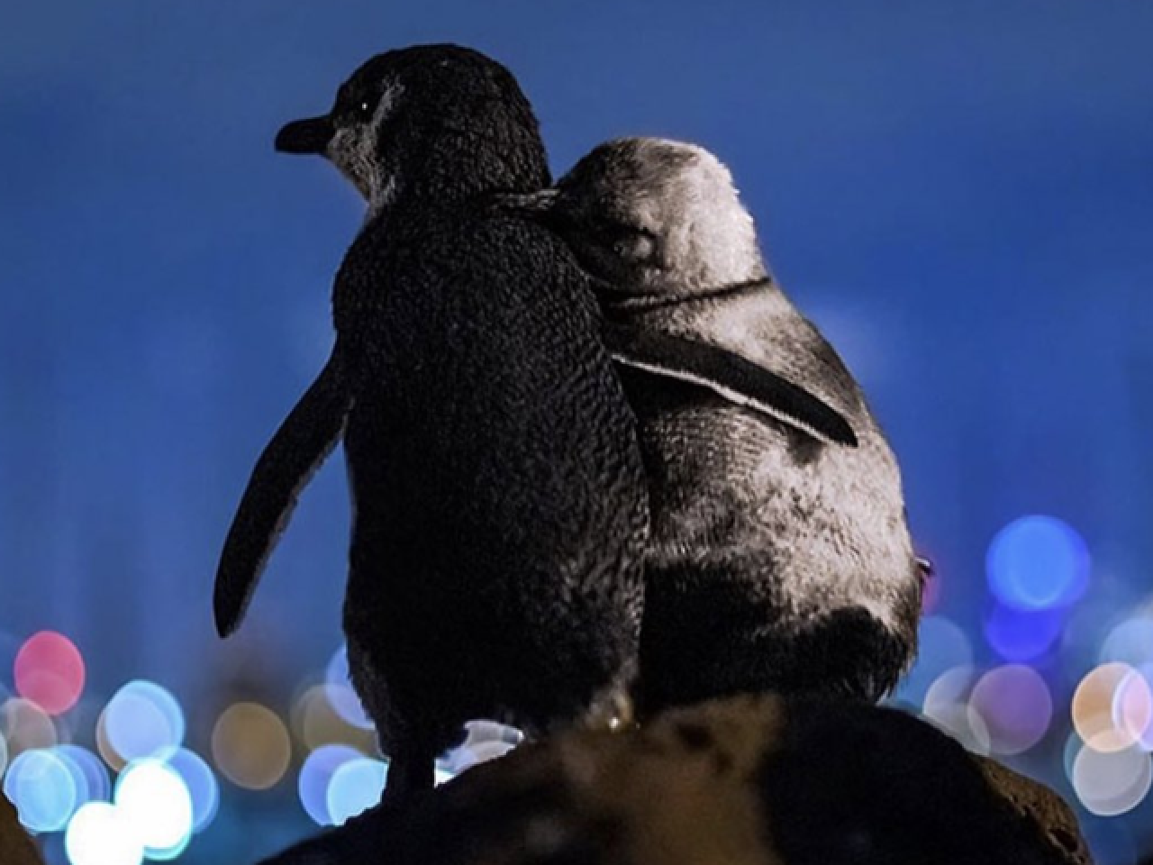 Aile bireylerini kaybetmiş iki penguenin birbirine sarıldıkları o an. 2