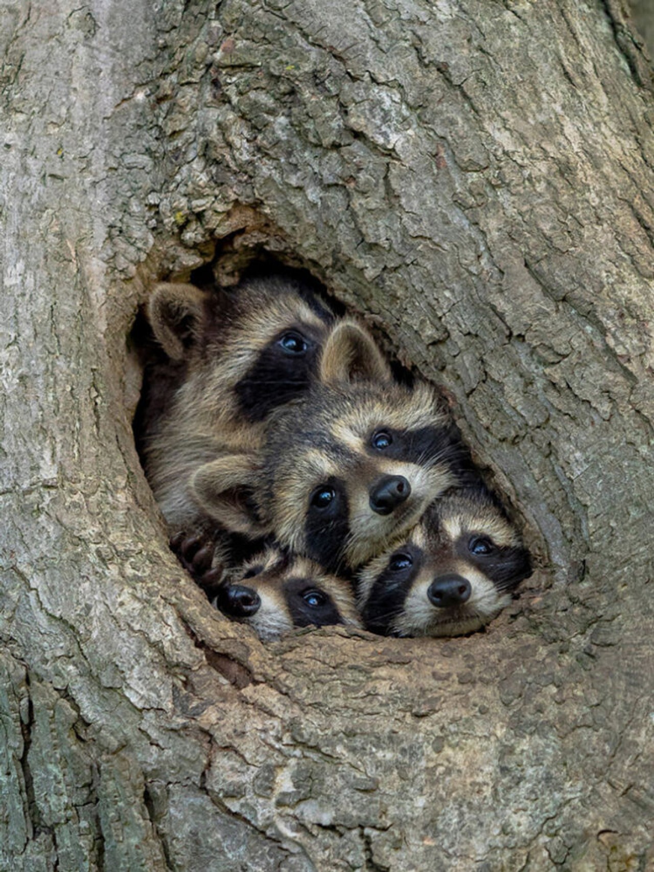 Comedy Wildlife Photography: 2021 Yılının Birbirinden Komik Doğa Fotoğrafları 3