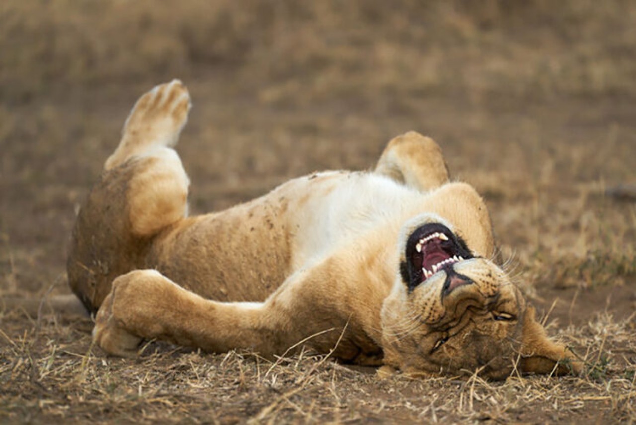 Comedy Wildlife Photography: 2021 Yılının Birbirinden Komik Doğa Fotoğrafları 2