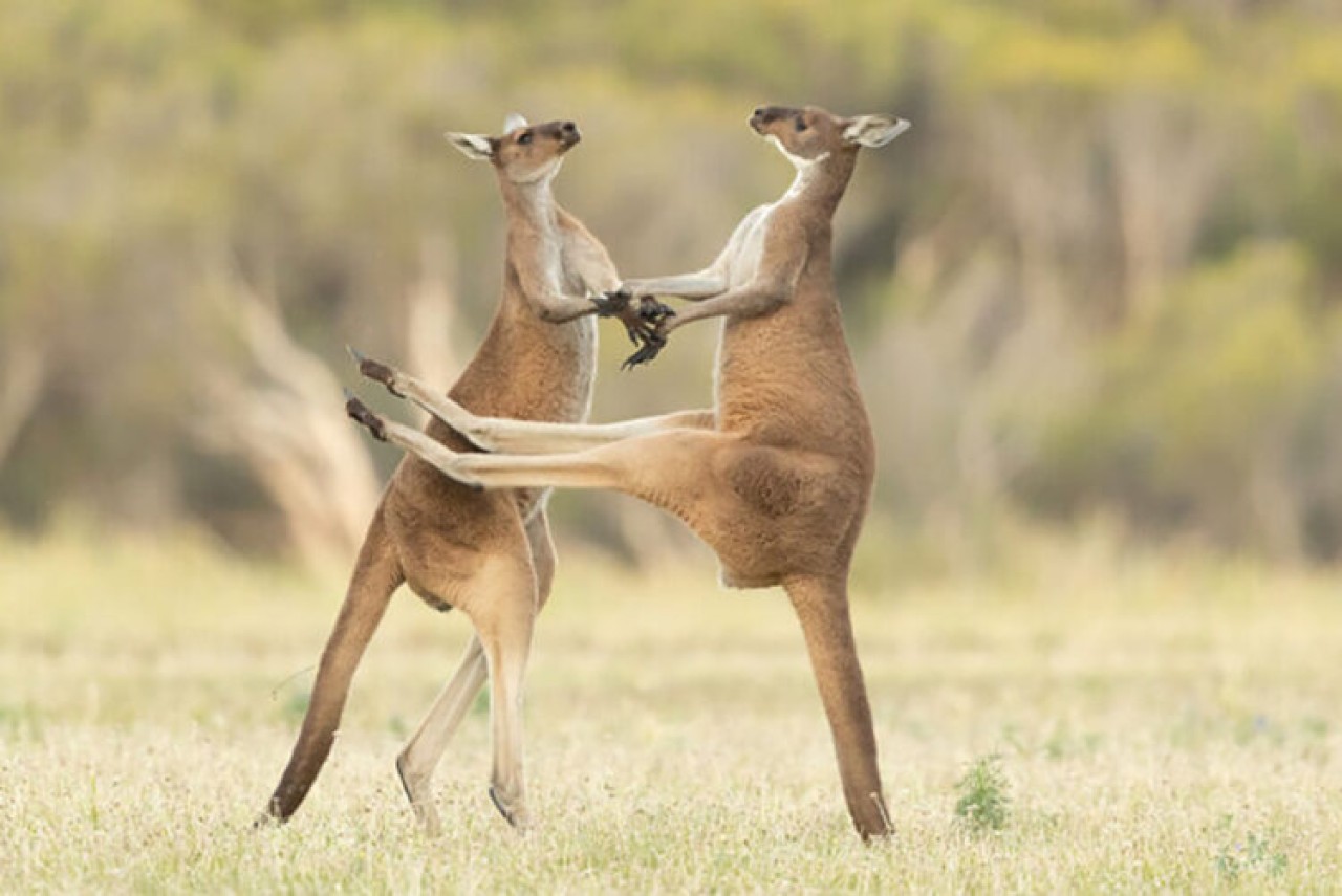 Comedy Wildlife Photography: 2021 Yılının Birbirinden Komik Doğa Fotoğrafları 8