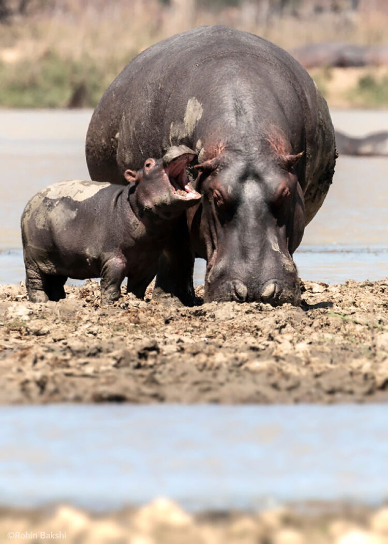 Comedy Wildlife Photography: 2021 Yılının Birbirinden Komik Doğa Fotoğrafları 10