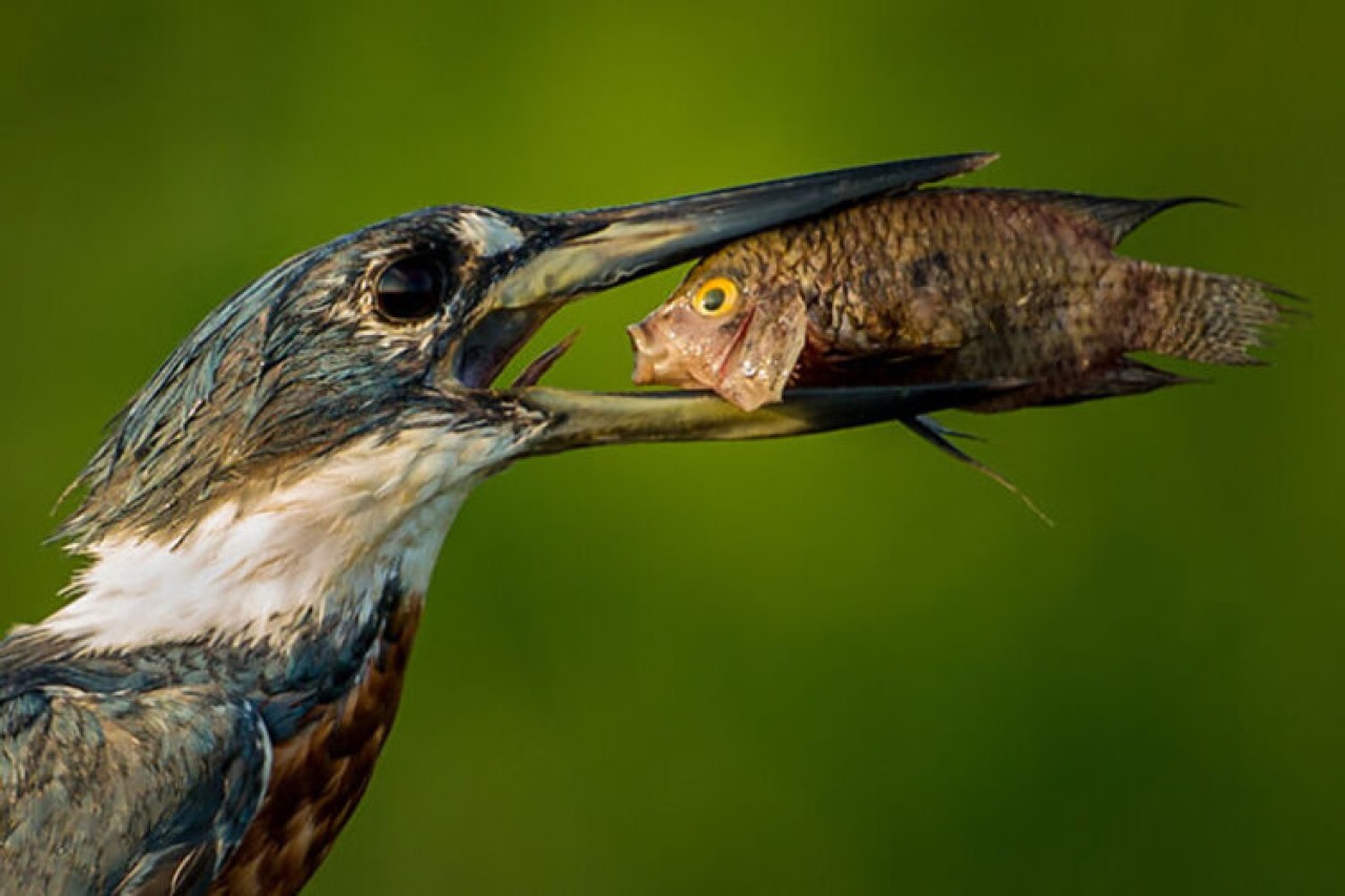 Comedy Wildlife Photography: 2021 Yılının Birbirinden Komik Doğa Fotoğrafları 9