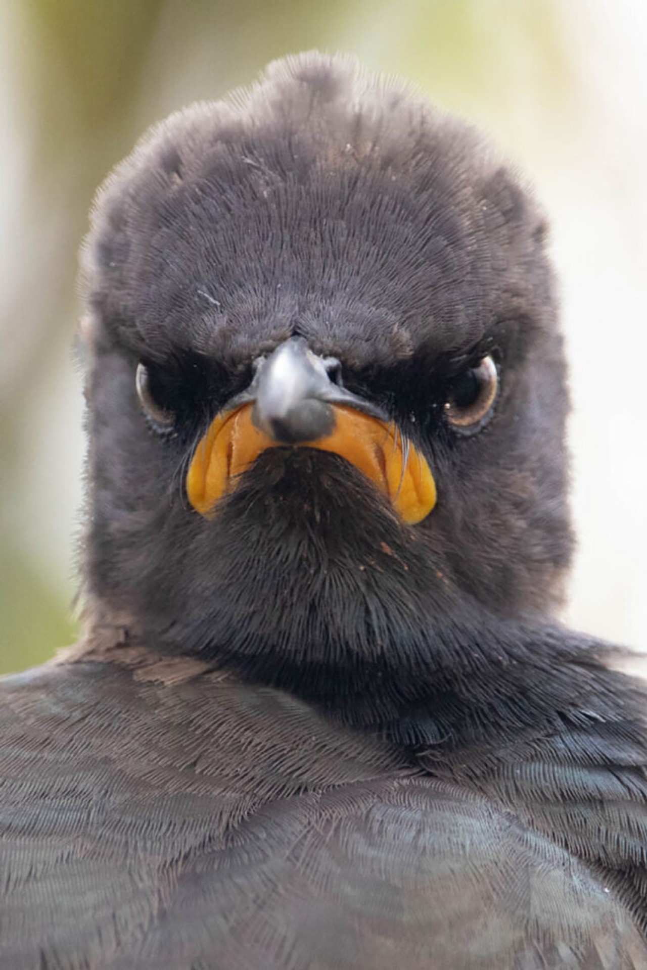 Comedy Wildlife Photography: 2021 Yılının Birbirinden Komik Doğa Fotoğrafları 11