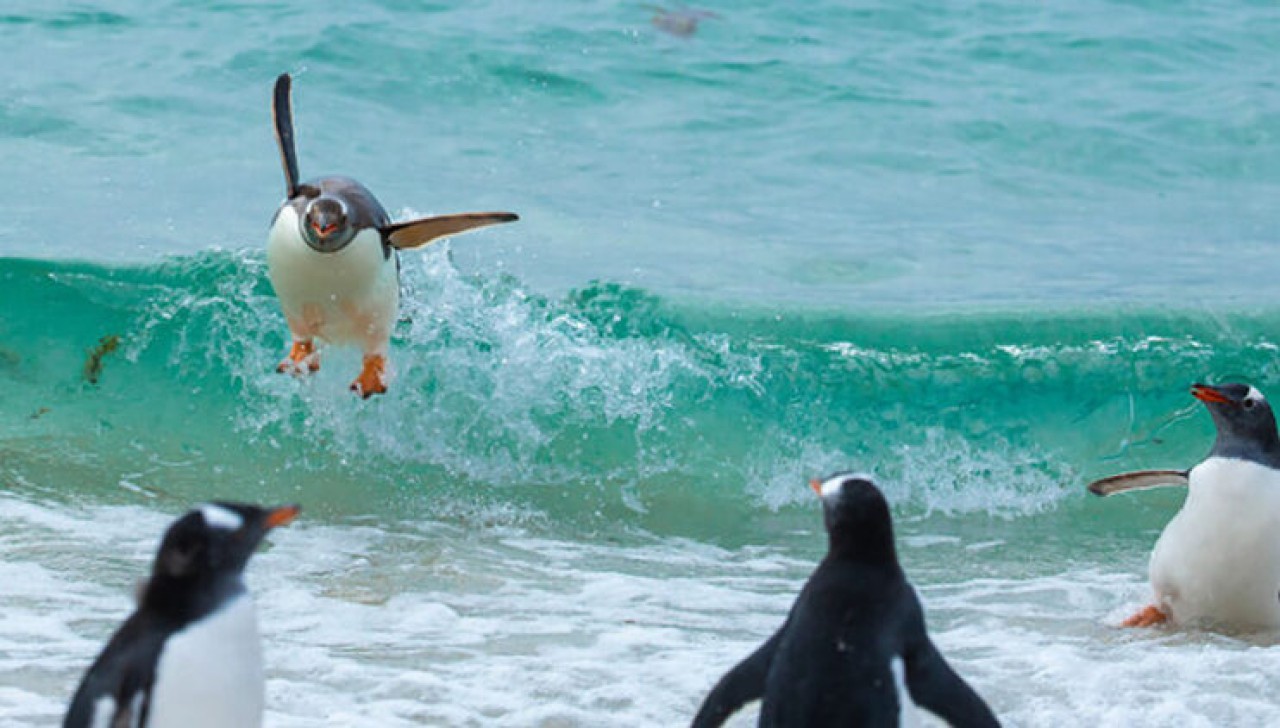 Comedy Wildlife Photography: 2021 Yılının Birbirinden Komik Doğa Fotoğrafları 4