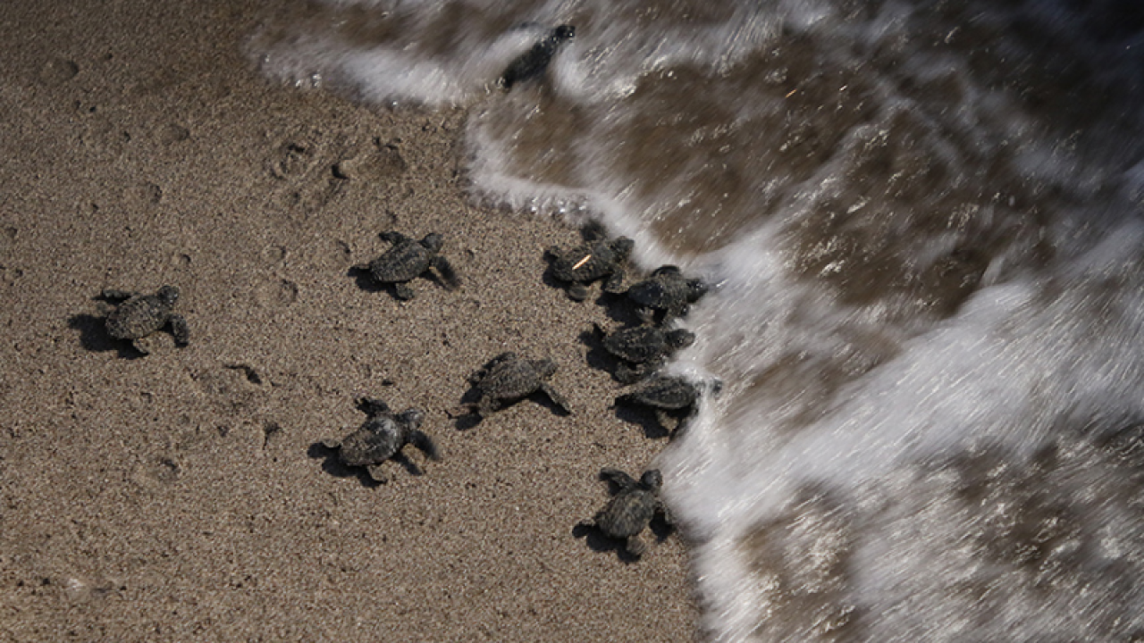 Patara'da caretta caretta yavruları denizle buluştu 1