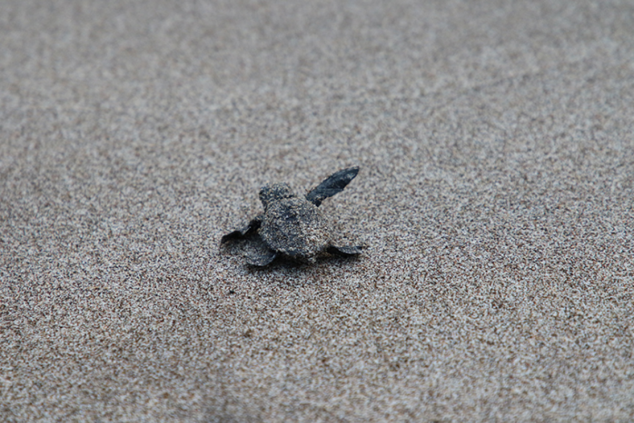 Patara'da caretta caretta yavruları denizle buluştu 3