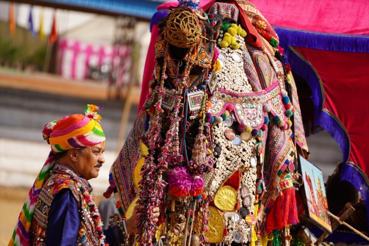 Hindistan'da geleneksel Pushkar Deve Festivali gerçekleştirildi 1