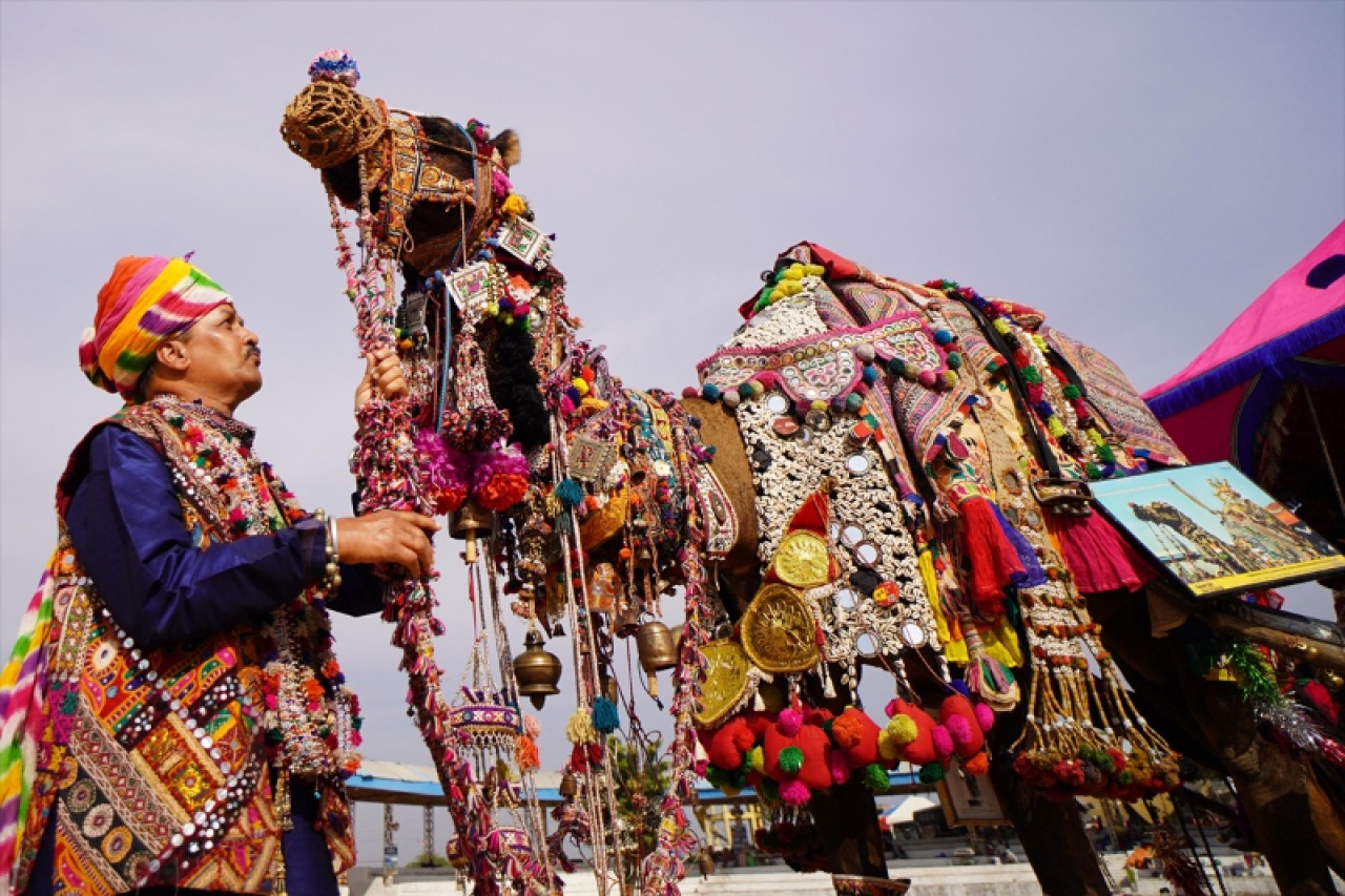 Hindistan'da geleneksel Pushkar Deve Festivali gerçekleştirildi 4