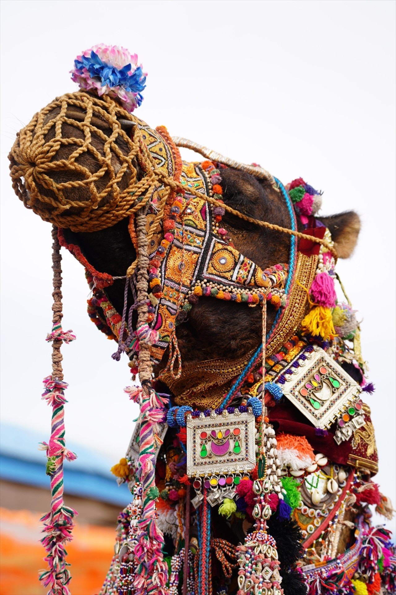 Hindistan'da geleneksel Pushkar Deve Festivali gerçekleştirildi 13