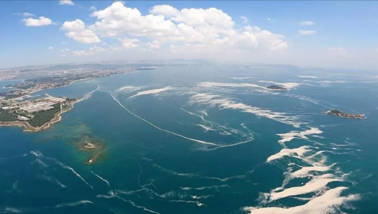 Marmara Denizi'nde balıklara denizanası tehdidi 2