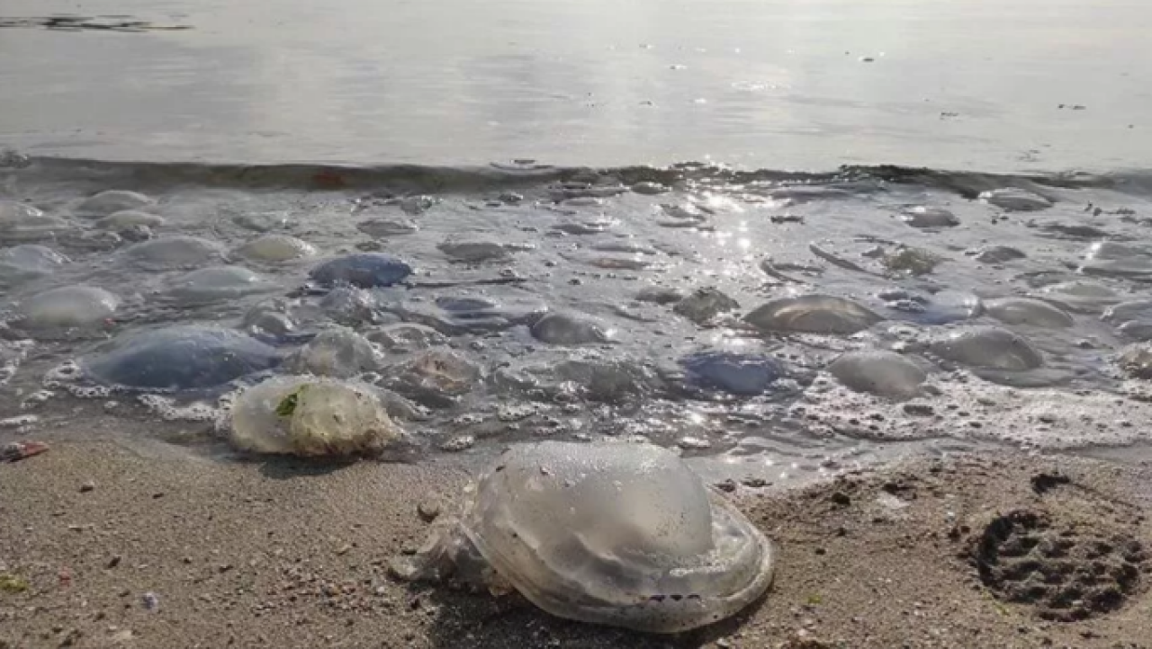 Marmara Denizi'nde balıklara denizanası tehdidi 3