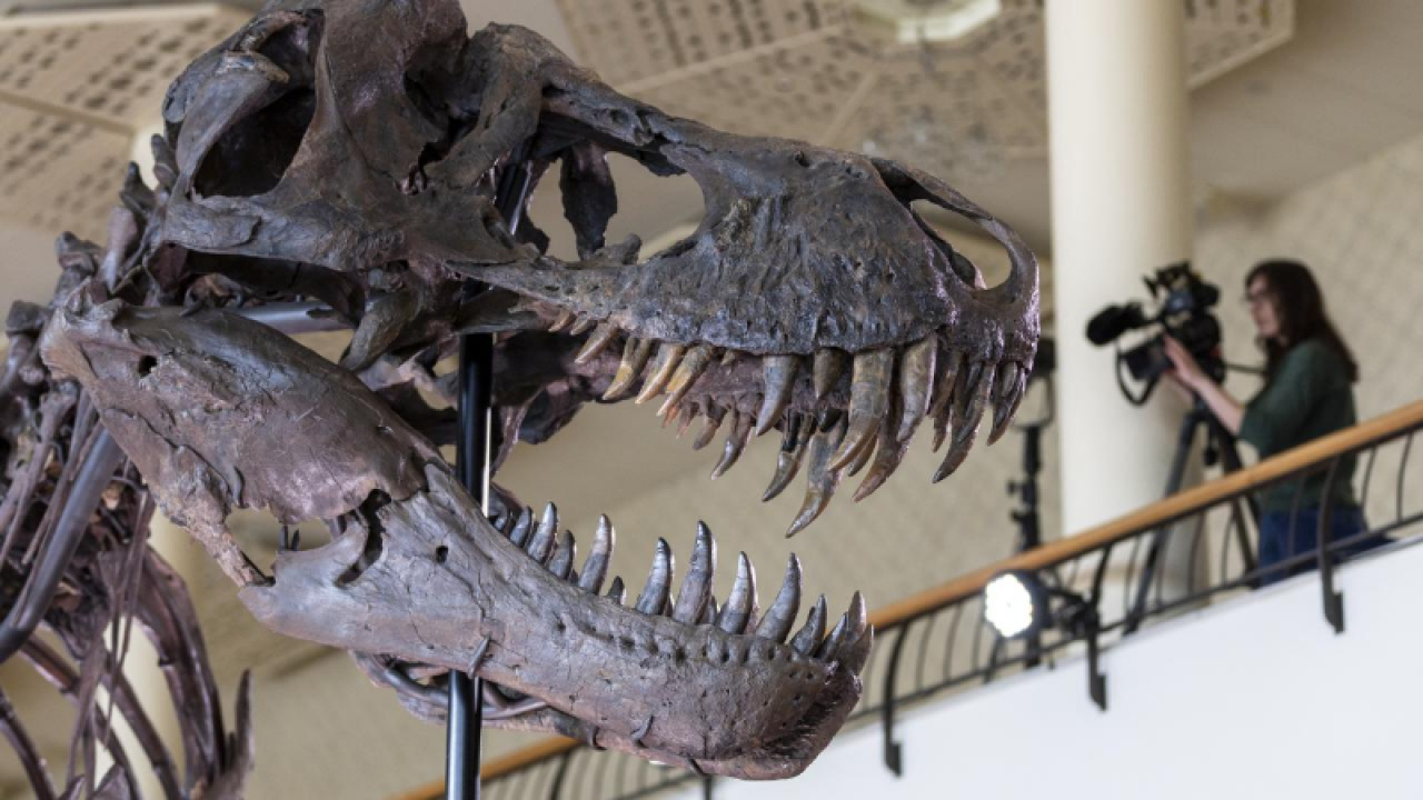 İsviçre'de açık artırmaya çıkarılan T-Rex iskeleti 6,2 milyon dolara satıldı. 2