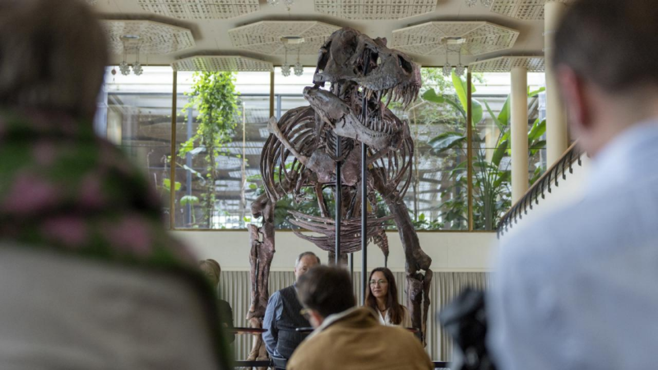 İsviçre'de açık artırmaya çıkarılan T-Rex iskeleti 6,2 milyon dolara satıldı. 3