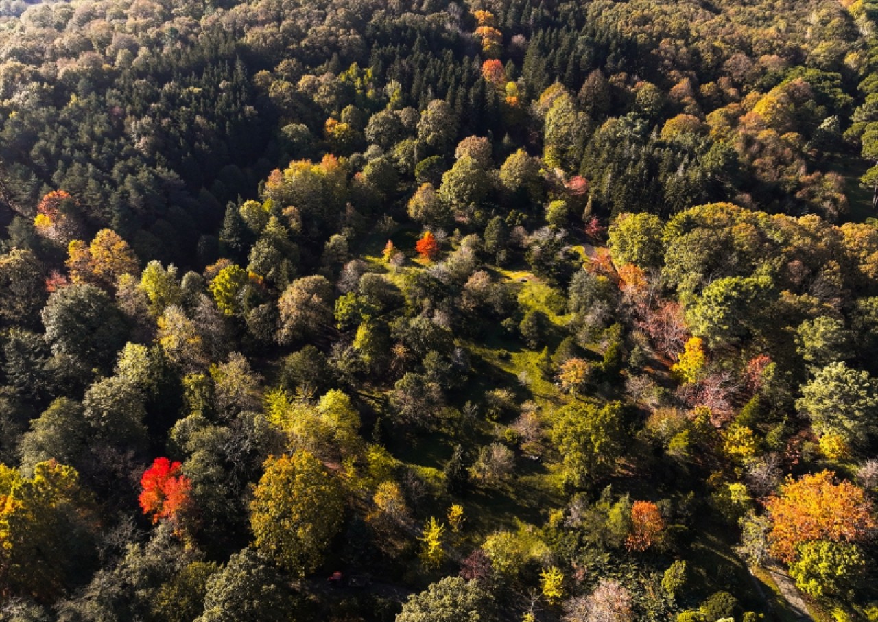 Atatürk Arboretumu'nda sonbahar renkleri 8