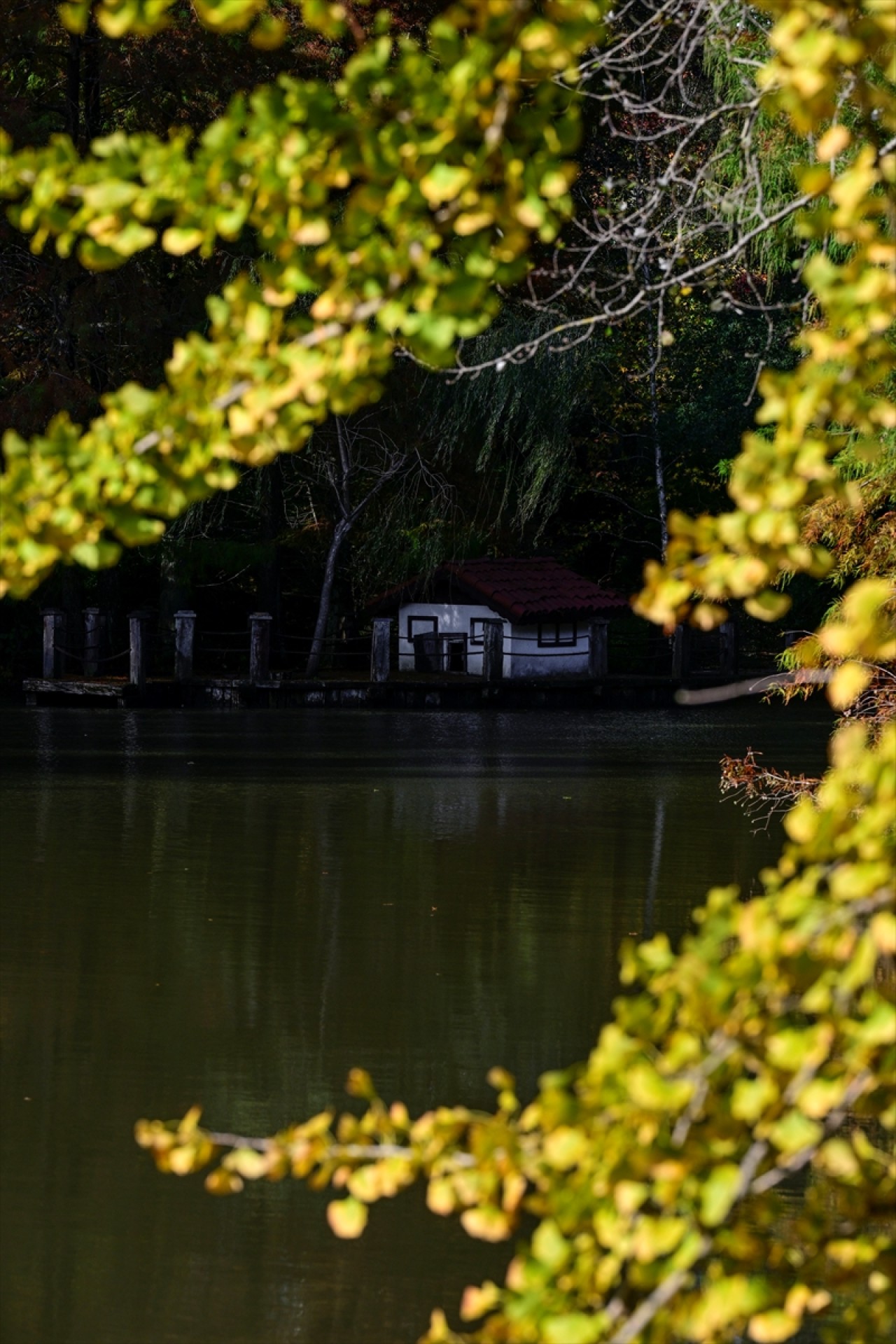 Atatürk Arboretumu'nda sonbahar renkleri 17