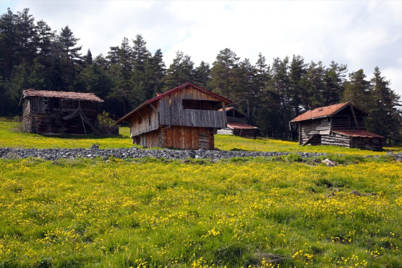 Baharın tüm renklerini barındıran Araç yaylaları 13