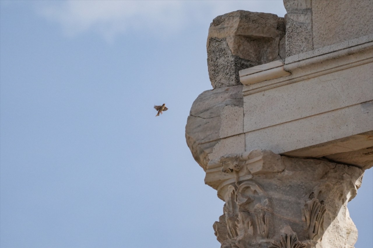 Bergama Akropolü'nün kuşları 3