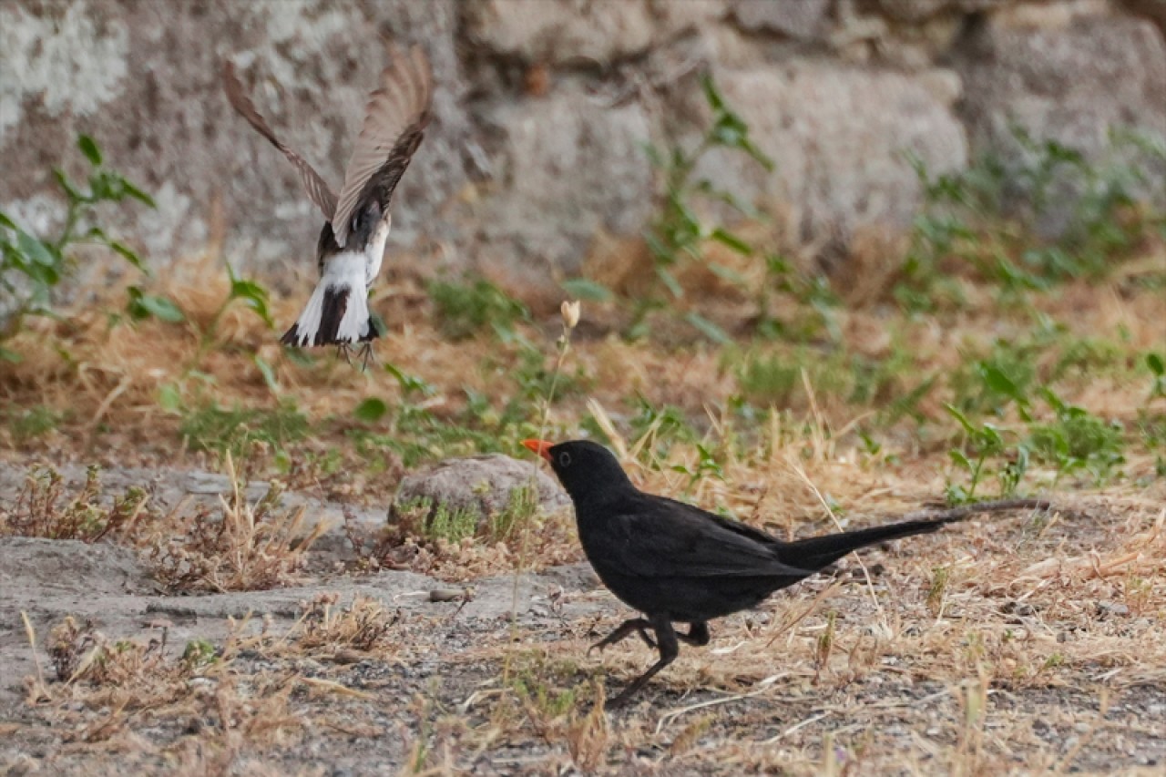 Bergama Akropolü'nün kuşları 16