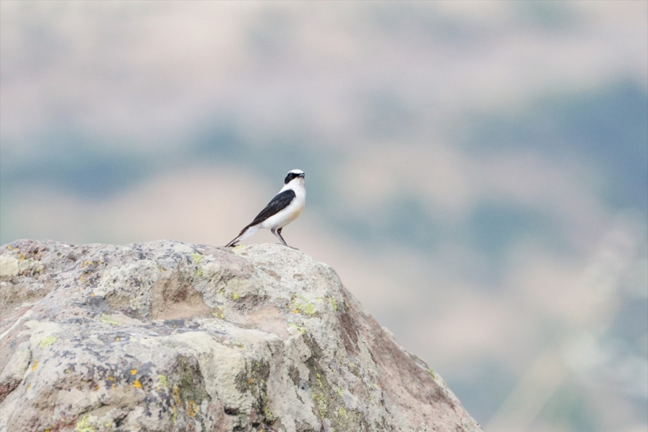 Bergama Akropolü'nün kuşları 6