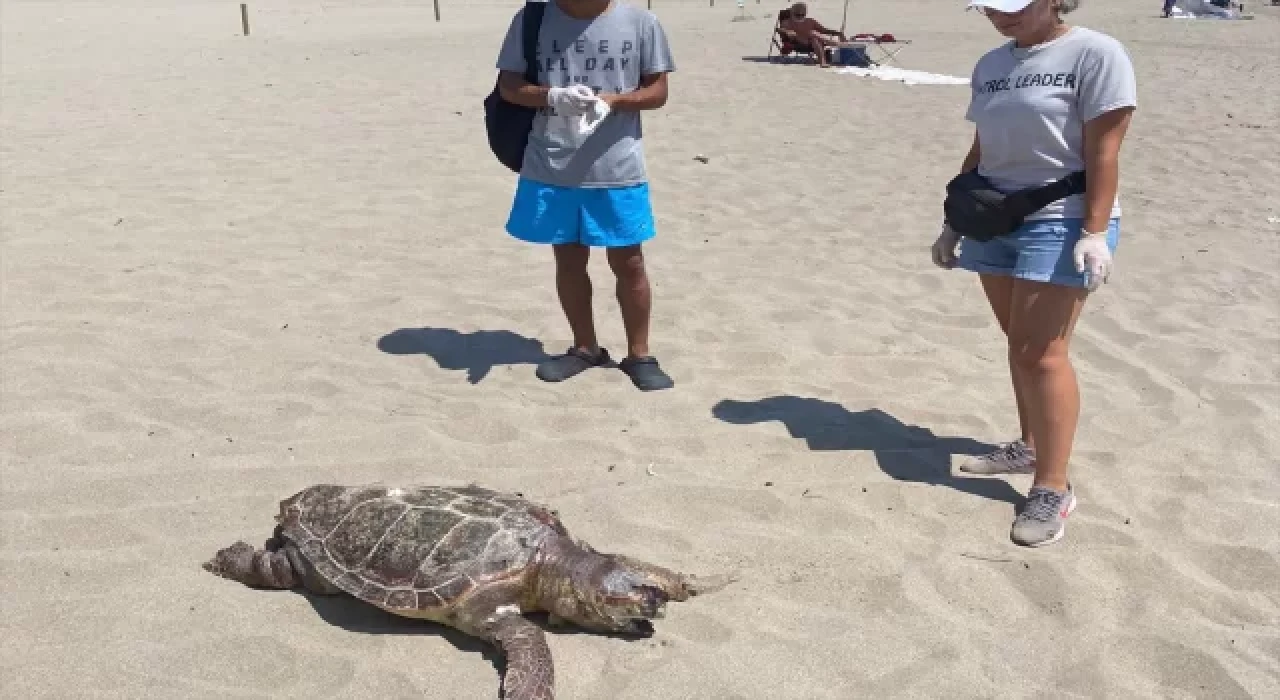 Antalya’da kıyıya vuran caretta carettanın plastik atıklardan öldüğü belirlendi