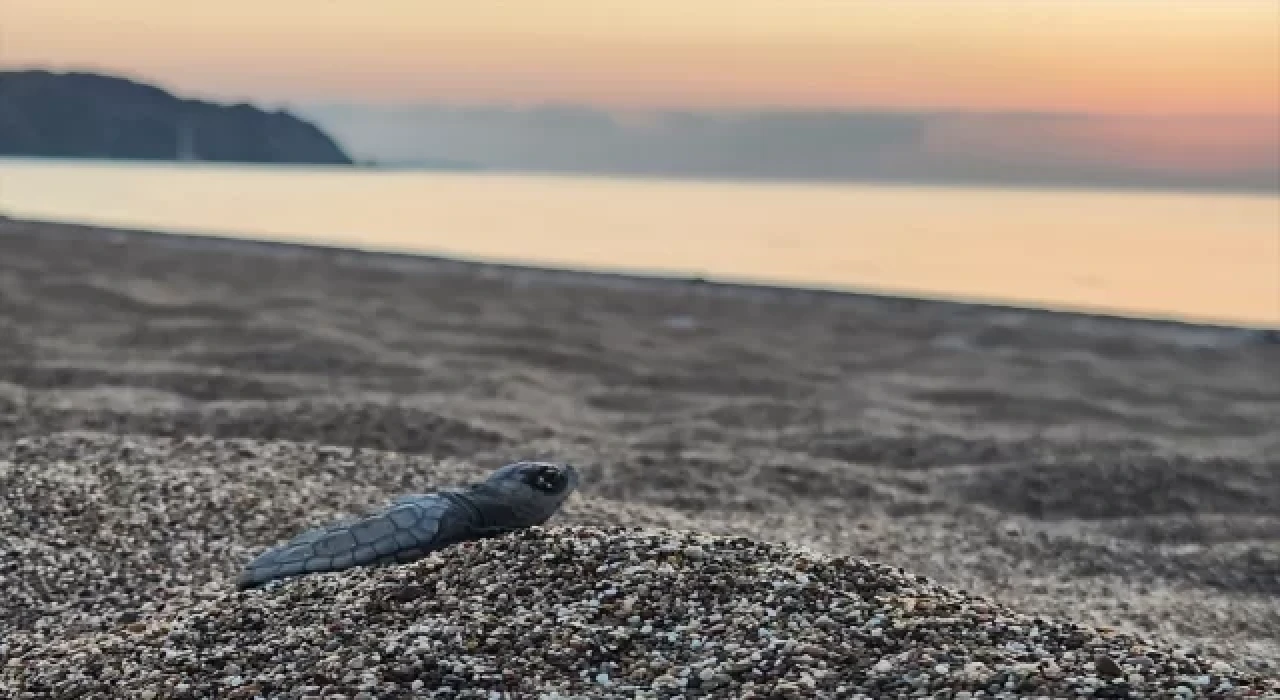 Antalya’da caretta caretta yavruları denizle buluştu