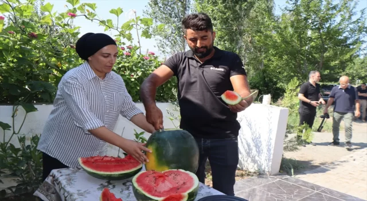 Iğdır’da üretilen karpuzun dördüncü hasadı başladı