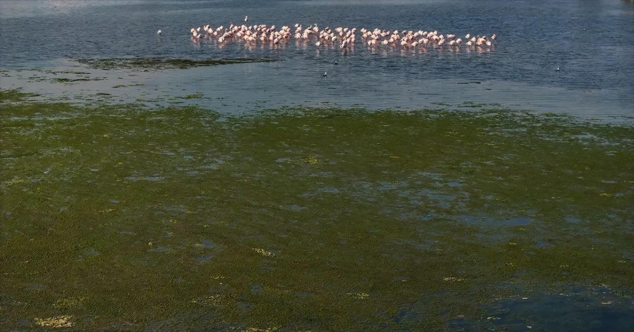 İzmir Körfezi’nde deniz yosunu tabakası oluştu