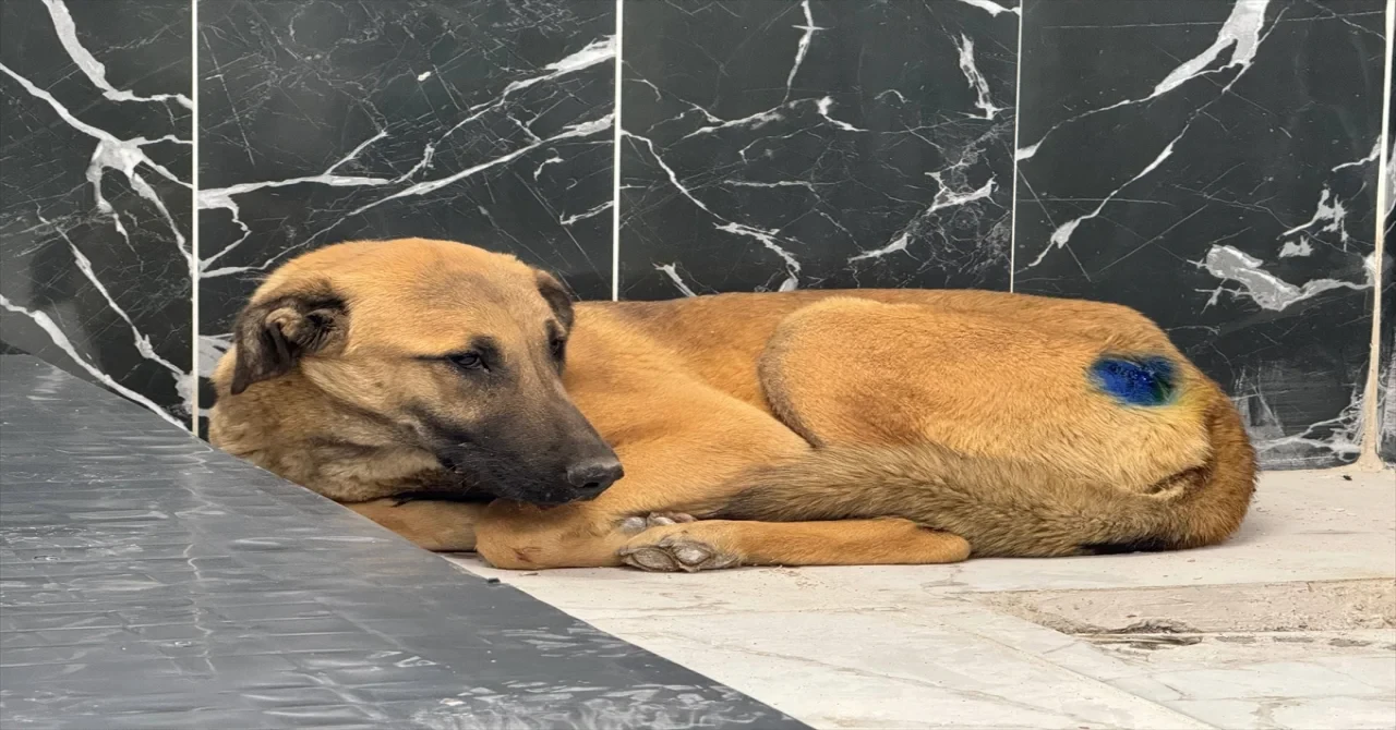 Kayseri’de yaralı bulunan köpek, yapılan müdahaleyle hayata tutundu