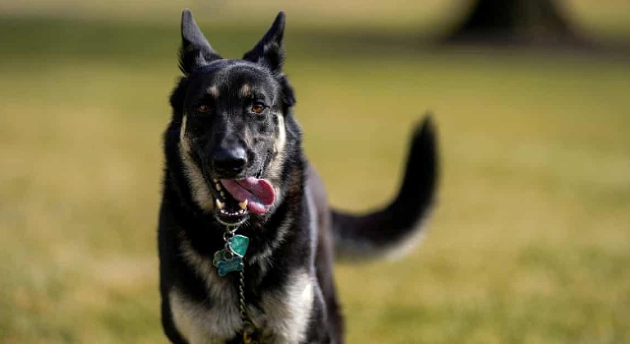 Beyaz Saray, Biden'ın köpeği Major'ın birini daha ısırdığını duyurdu