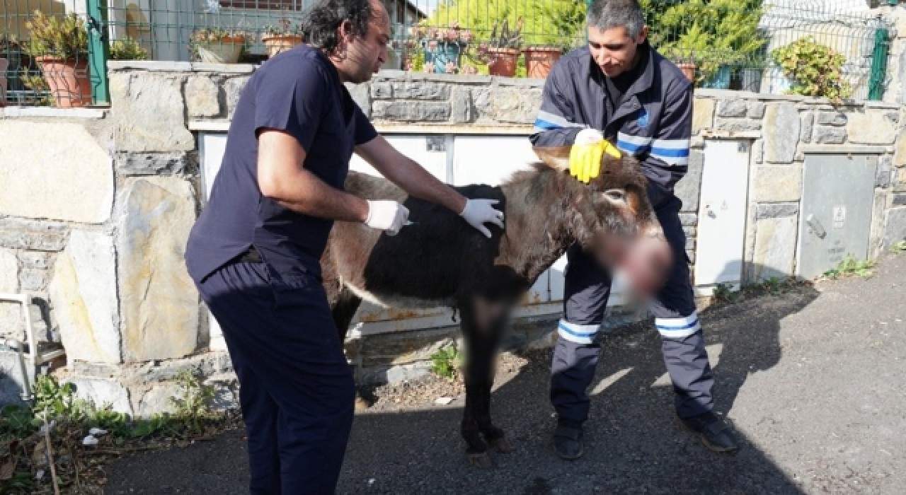 Bodrum Belediyesi'nin tedavi ettiği eşek vatandaş tarafından sahiplenildi