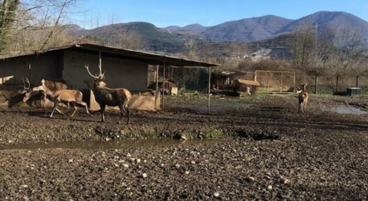 Geyiği hayvanat bahçesinden çalıp yemişlerdi! Rekor ceza…