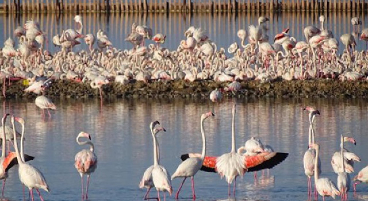 İzmir'de endişe uyandıran flamingo ölümleri