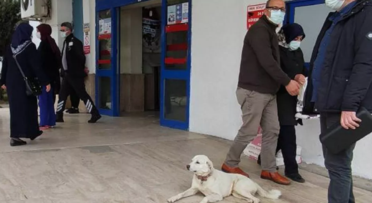 Kalp krizi geçiren sahibini 14 gün hastane kapısında bekledi