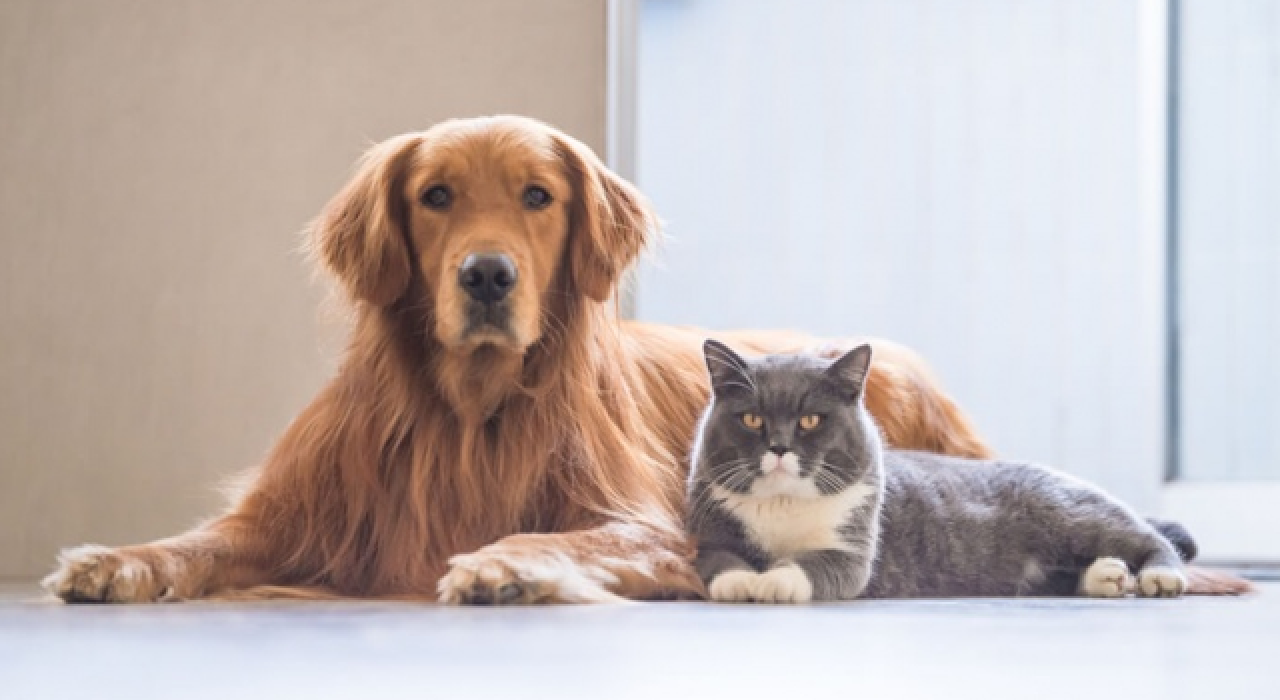 Kedi, köpek ve gelinciklere mikroçip zorunluluğu getirildi