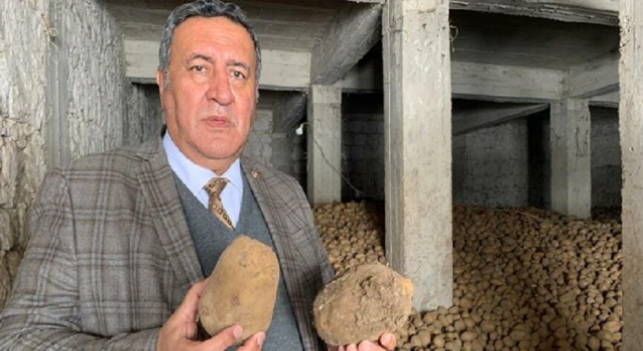 300 bin ton patates çürümeye terk edildi