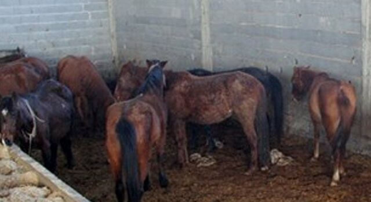 Adana'da, tarlada kesilmiş 3 at bulundu