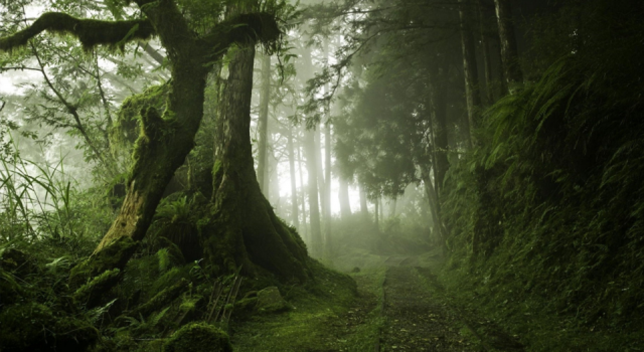 Dünyanın ilk orman sesleri haritası: Sounds of the Forest