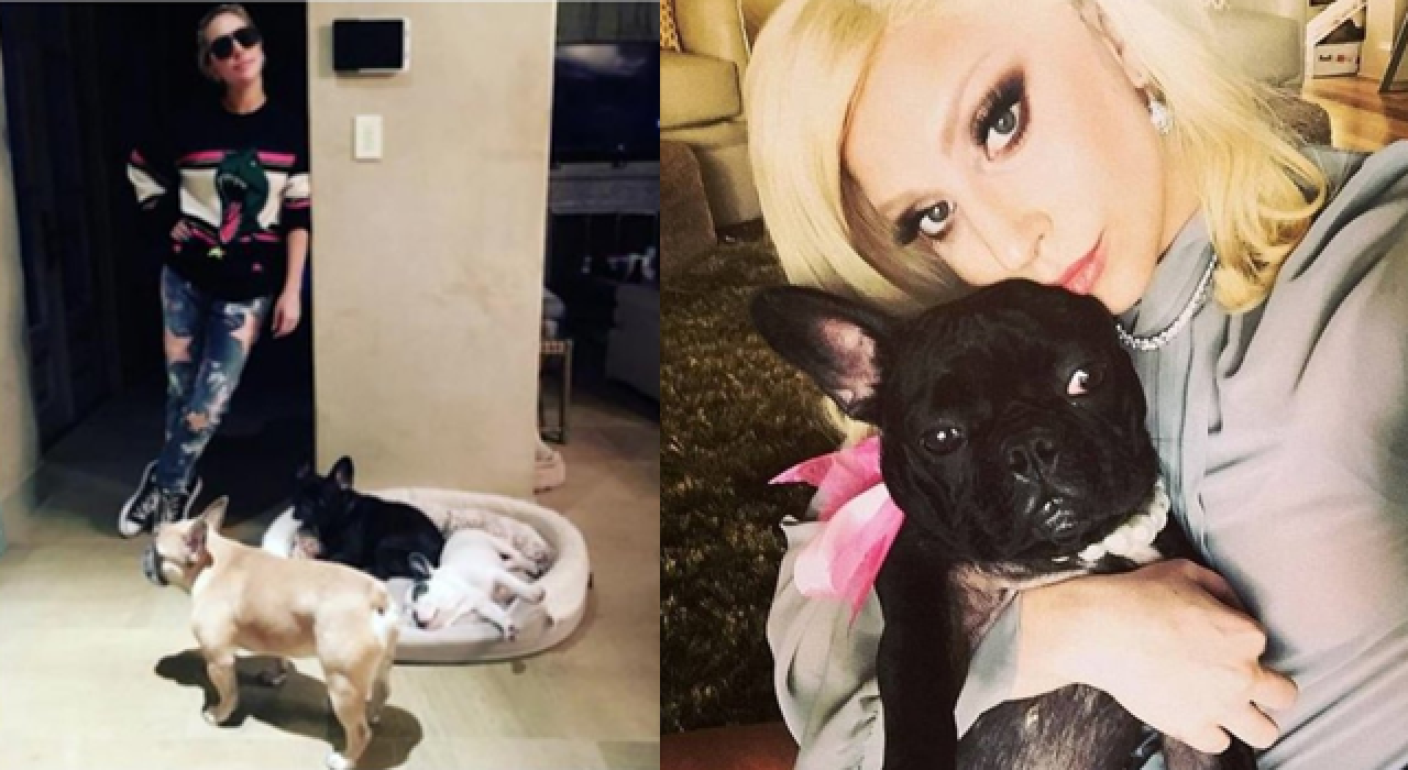 Lady Gaga'nın köpeklerinin çalınmasıyla ilgili 5 gözaltı