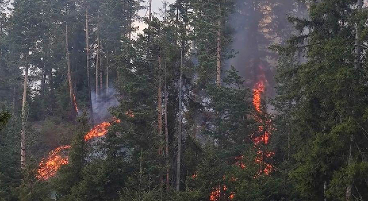 Artvin'de orman yangını! 5 hektar kül oldu