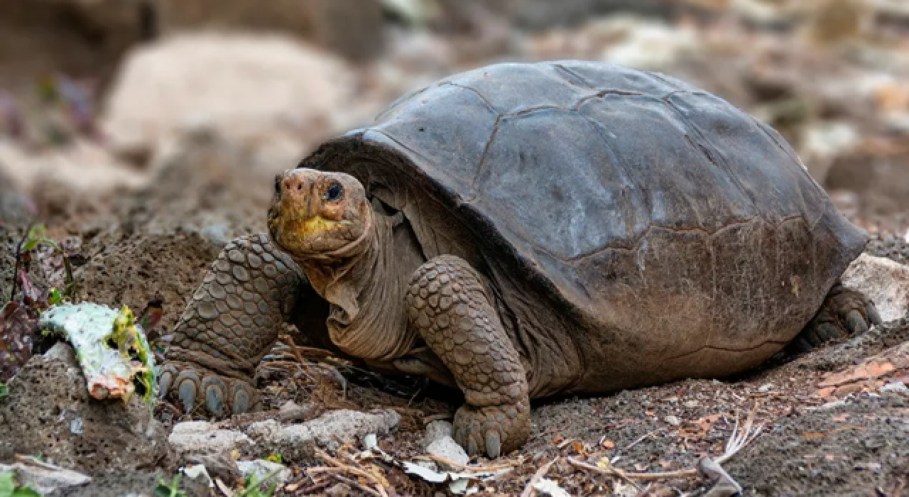 Galapagos'da nesli tükenen kaplumbağa mucizesi!