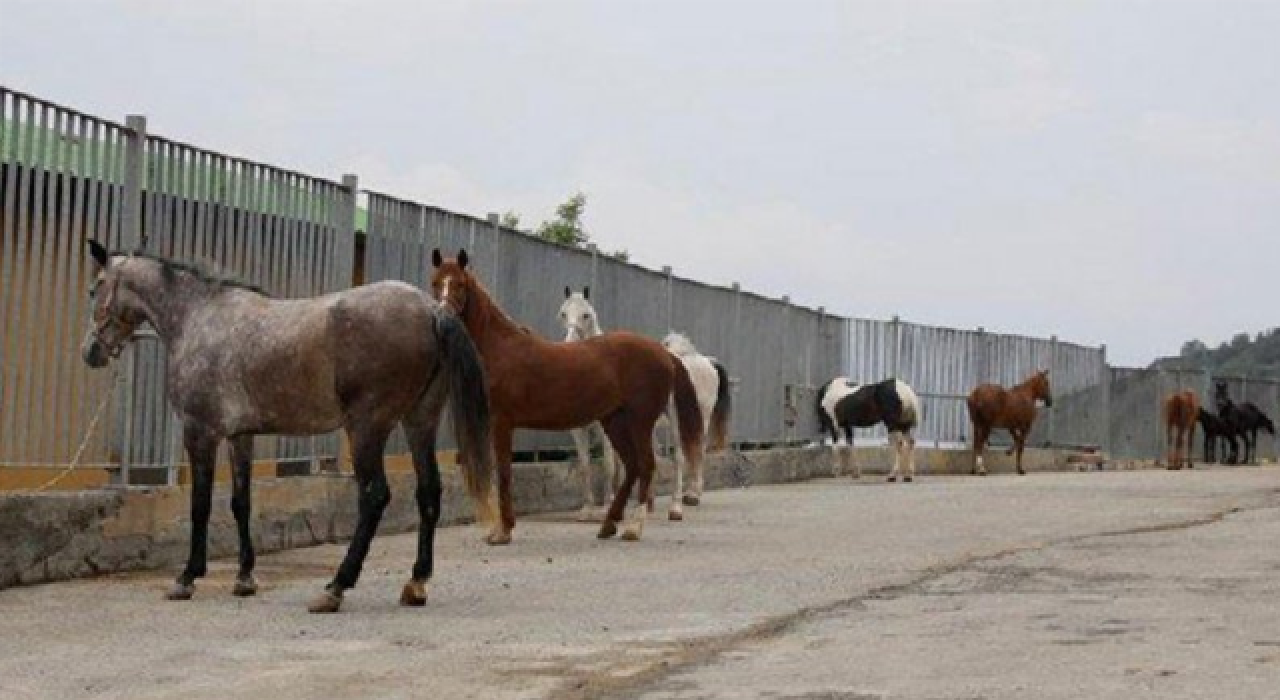 İBB’den kayıp atlar hakkında açıklama