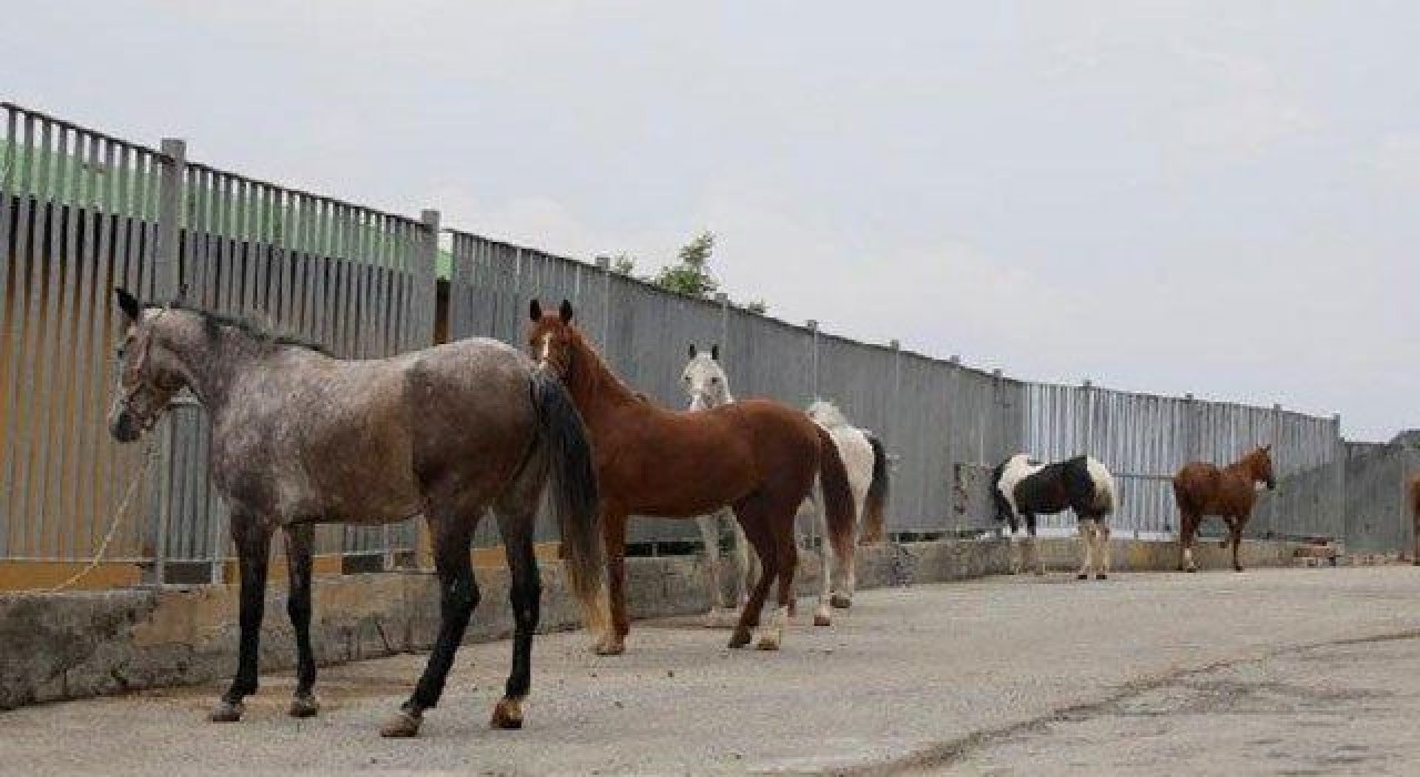 İmamoğlu'nun kayıp atlar açıklamasına yanıt geldi